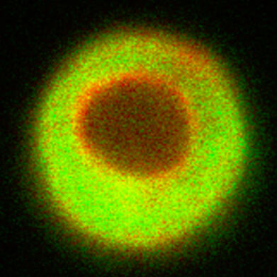An image of cell analysis result.